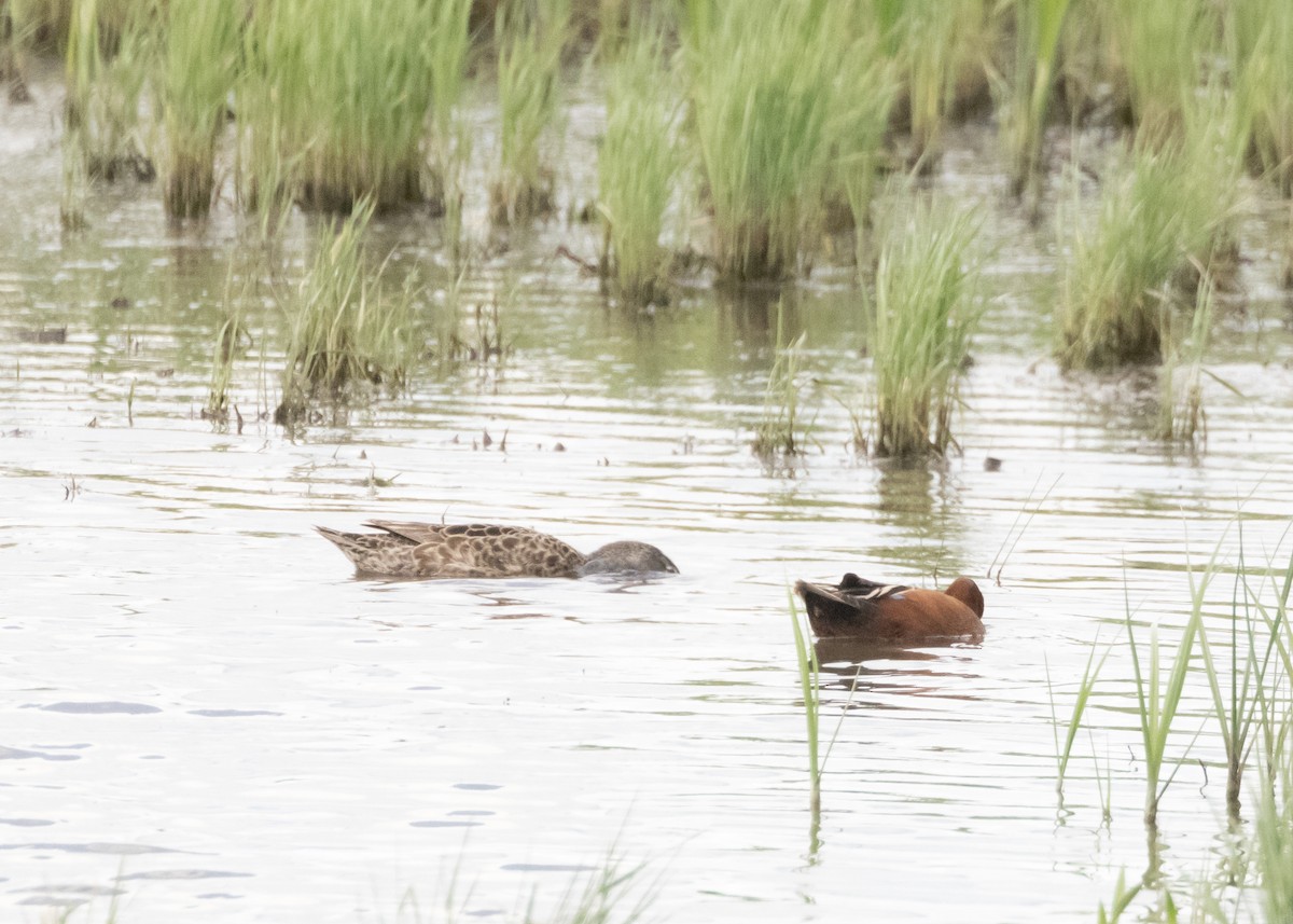 Cinnamon Teal - ML581505401