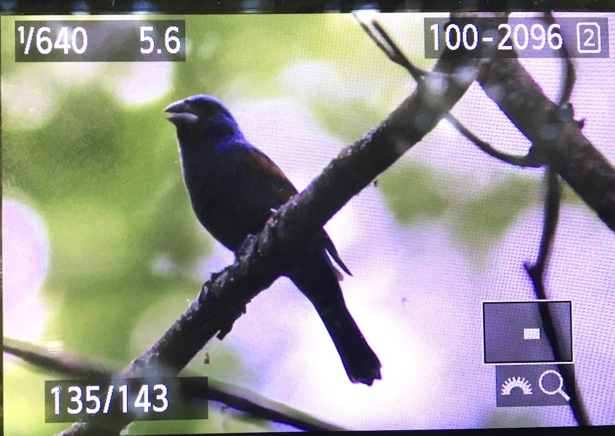 Blue Grosbeak - ML581505471