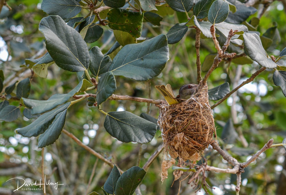 Yellow-green Vireo - ML581506641