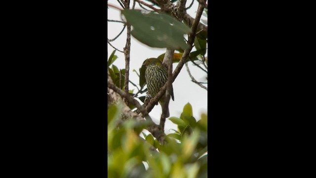 Cotinga cordon-rouge - ML581508561
