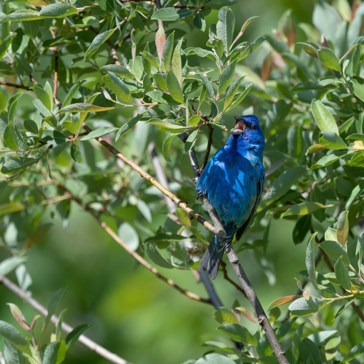 Passerin indigo - ML581508981