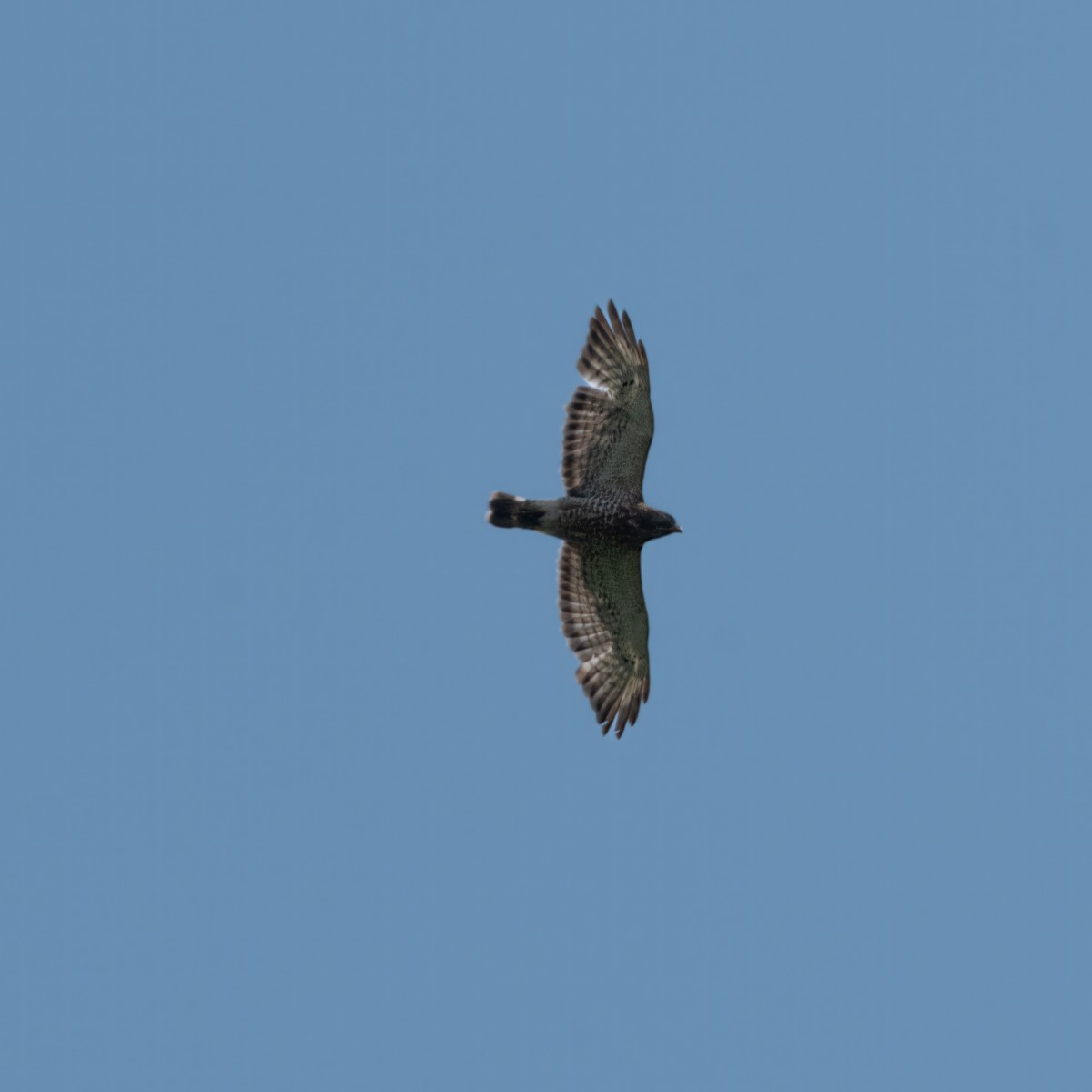 Broad-winged Hawk - Cindy Kindle