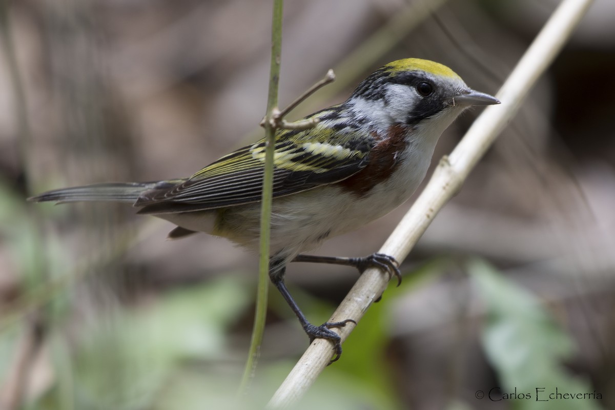 Chestnut-sided Warbler - ML58150961