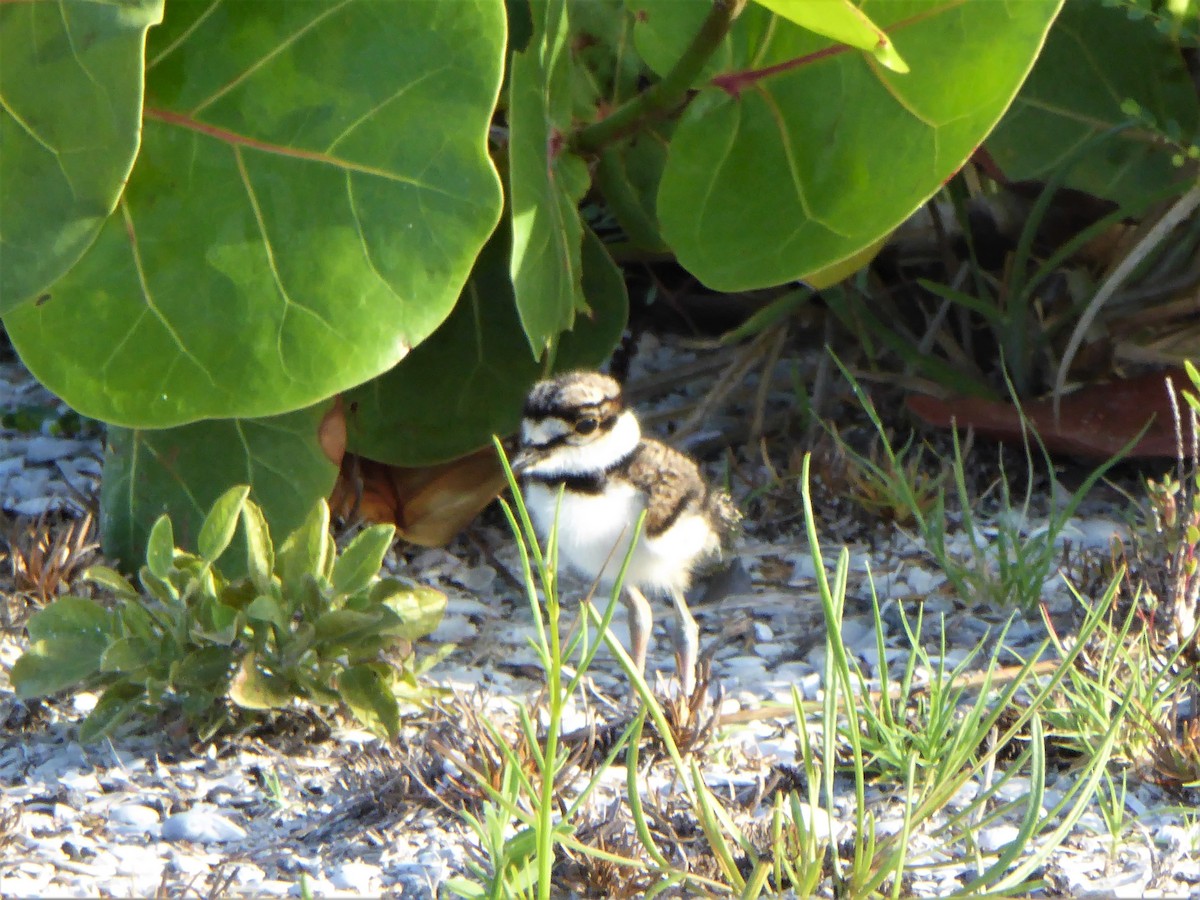 Killdeer - robert kraft