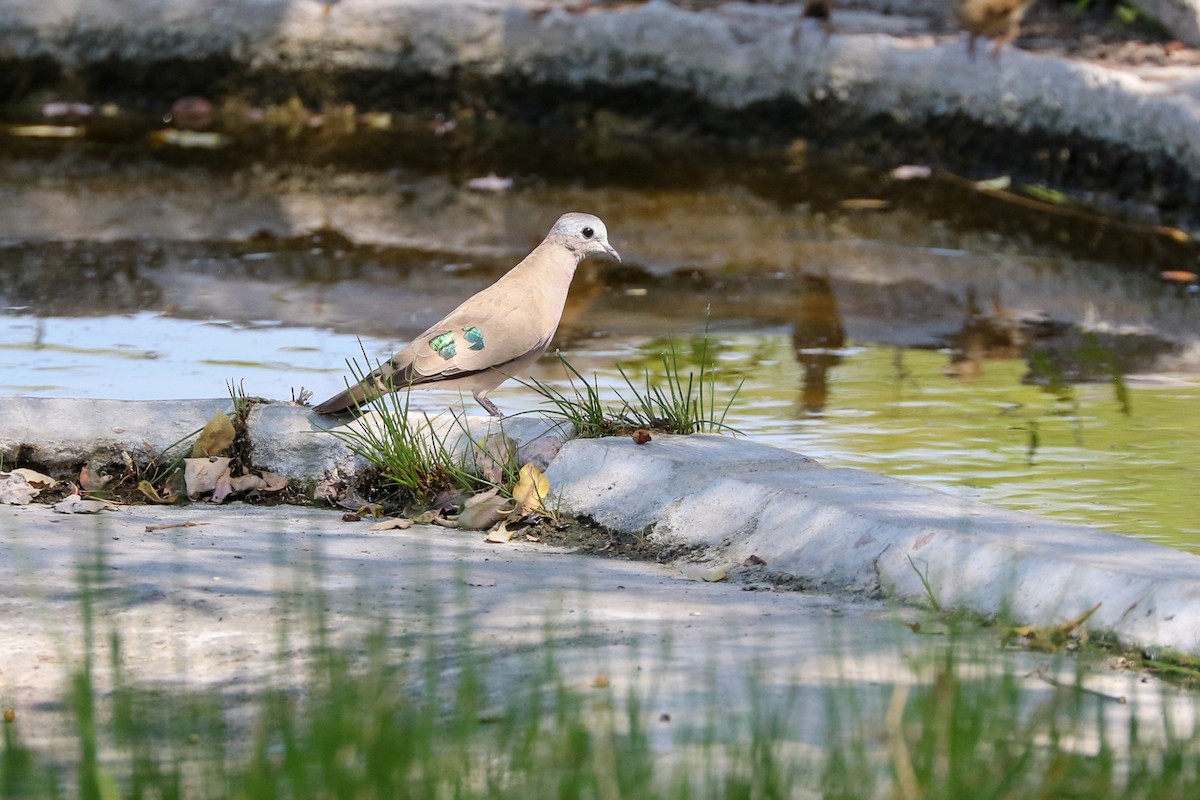 Emerald-spotted Wood-Dove - ML581509941