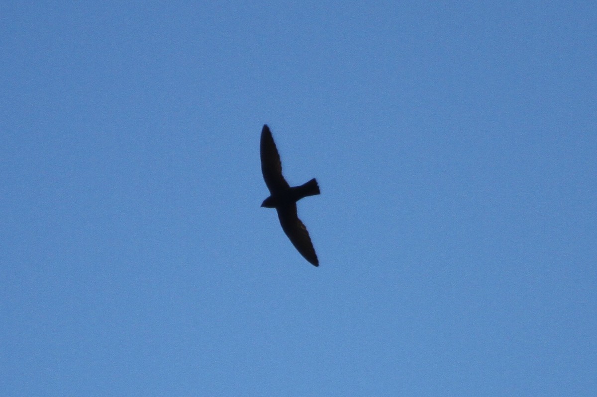 White-naped Swift - ML581510471