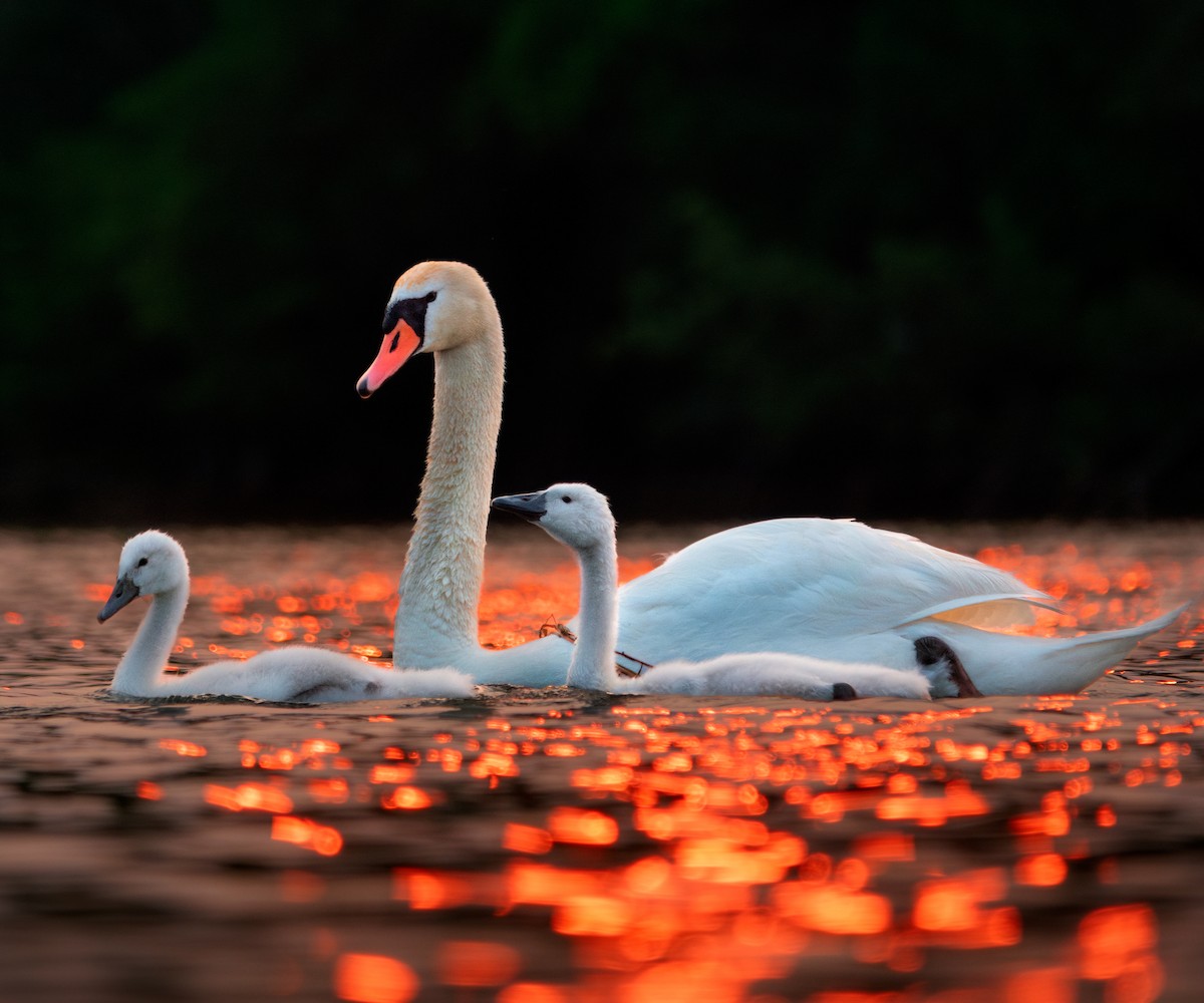 Cygne tuberculé - ML581510571