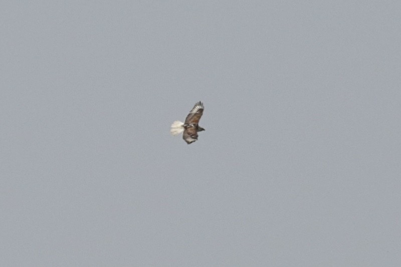 Ferruginous Hawk - ML581512261