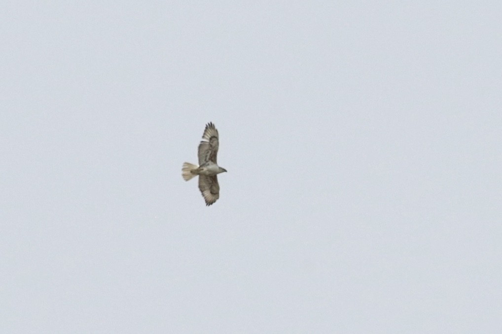Ferruginous Hawk - ML581512271