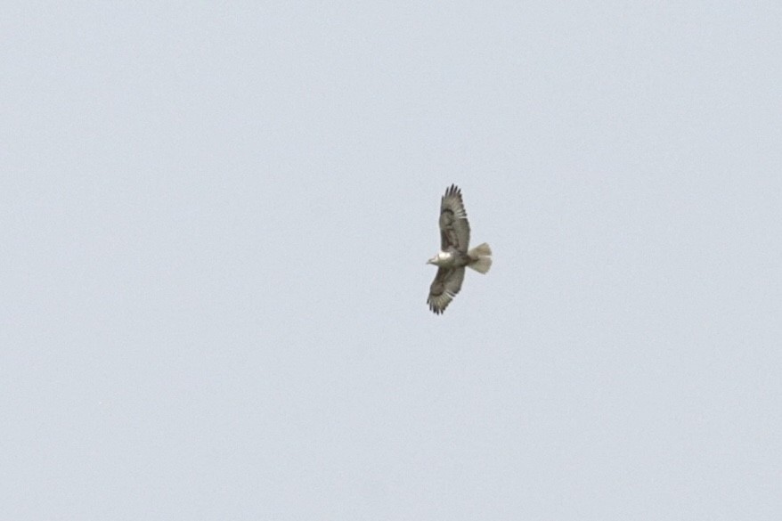 Ferruginous Hawk - ML581512281