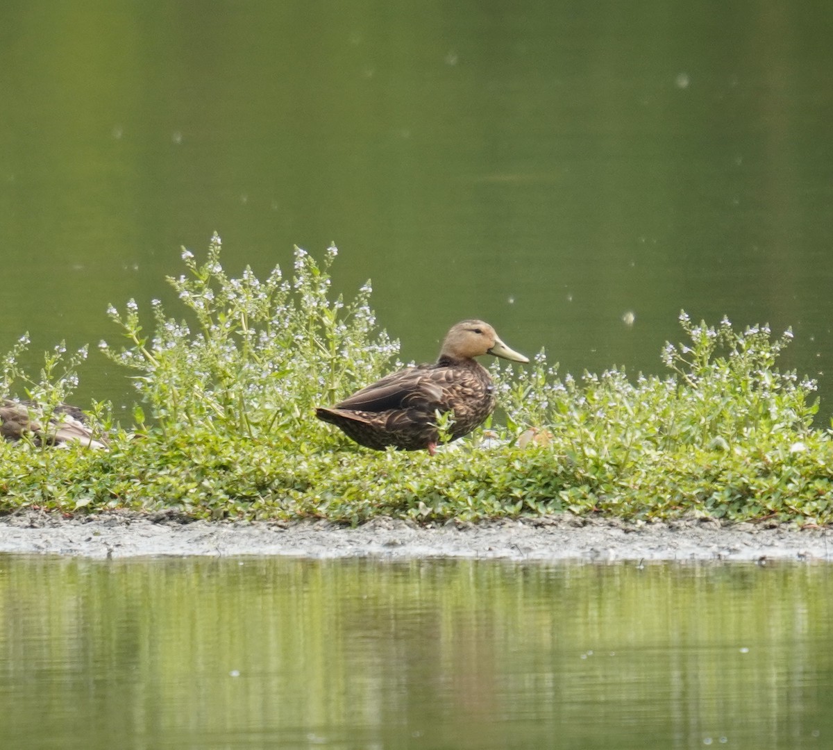 Mottled Duck - ML581512341