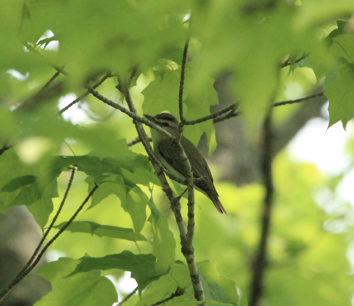 Red-eyed Vireo - ML581512901