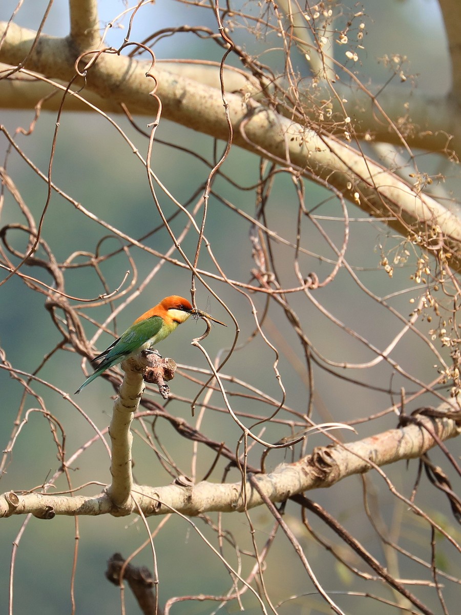 Chestnut-headed Bee-eater - Matthias Alberti