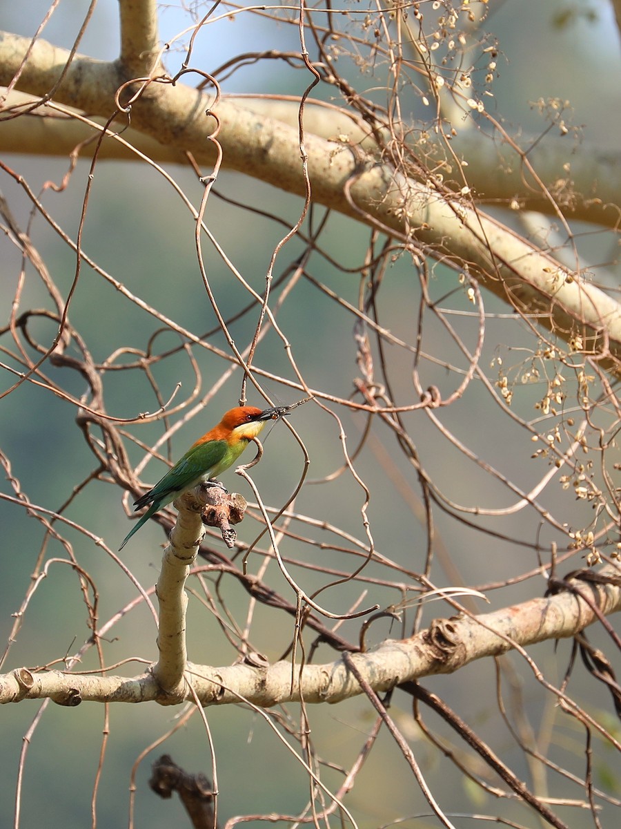 Chestnut-headed Bee-eater - Matthias Alberti