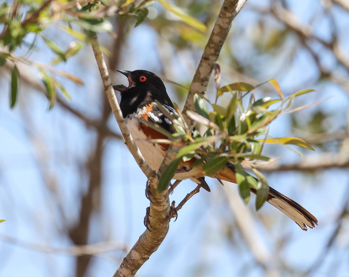 Spotted Towhee - ML581514071