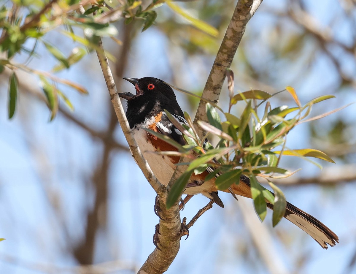 Spotted Towhee - ML581514081