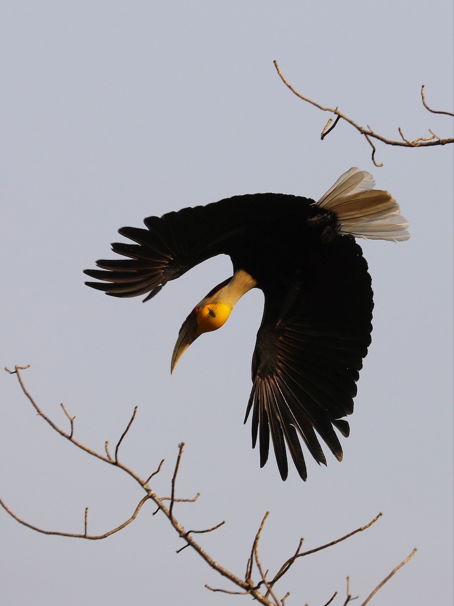 Wreathed Hornbill - ML581514281