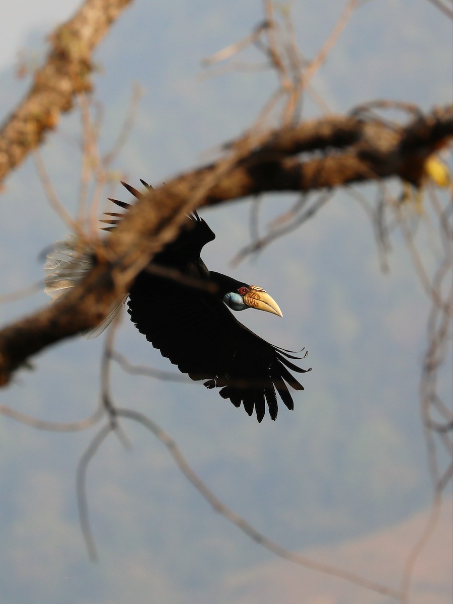 Wreathed Hornbill - ML581514291