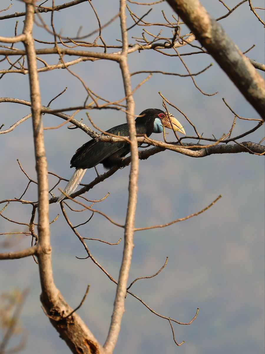 Wreathed Hornbill - ML581514341