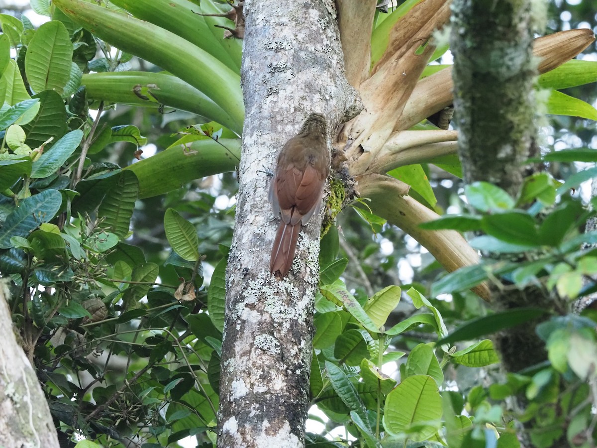 Black-banded Woodcreeper - Andrew Jacobson