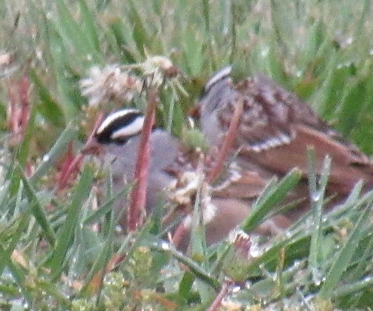 White-crowned Sparrow (oriantha) - ML58151521