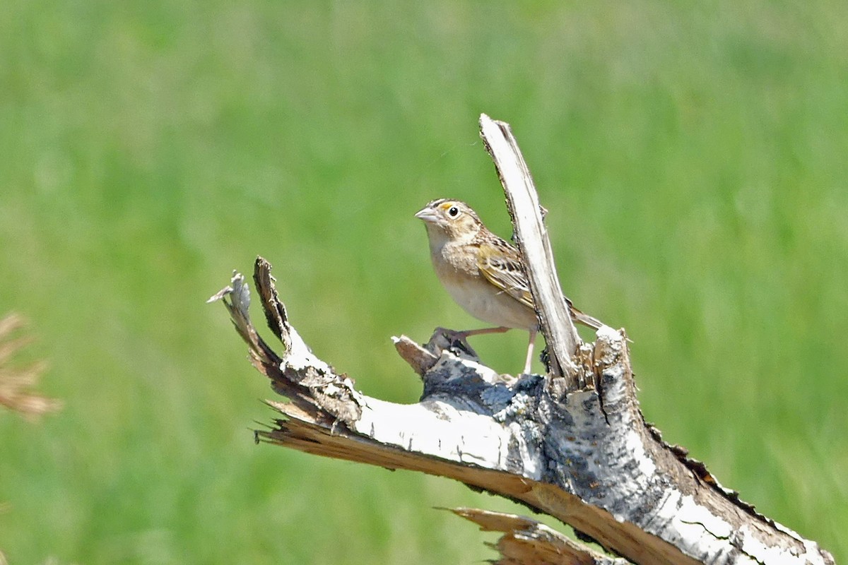 Grasshopper Sparrow - ML581515851