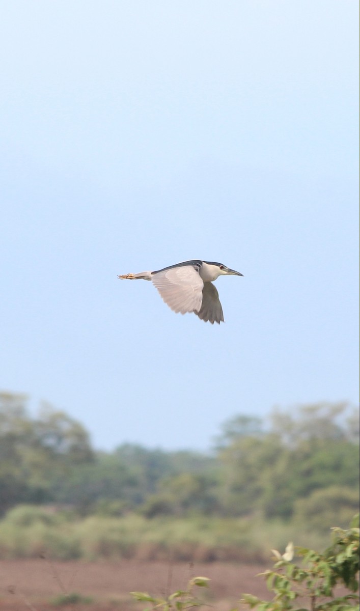 Black-crowned Night Heron - ML581516101