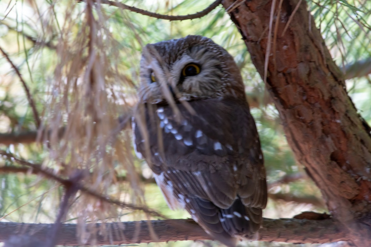 Northern Saw-whet Owl - ML581516471