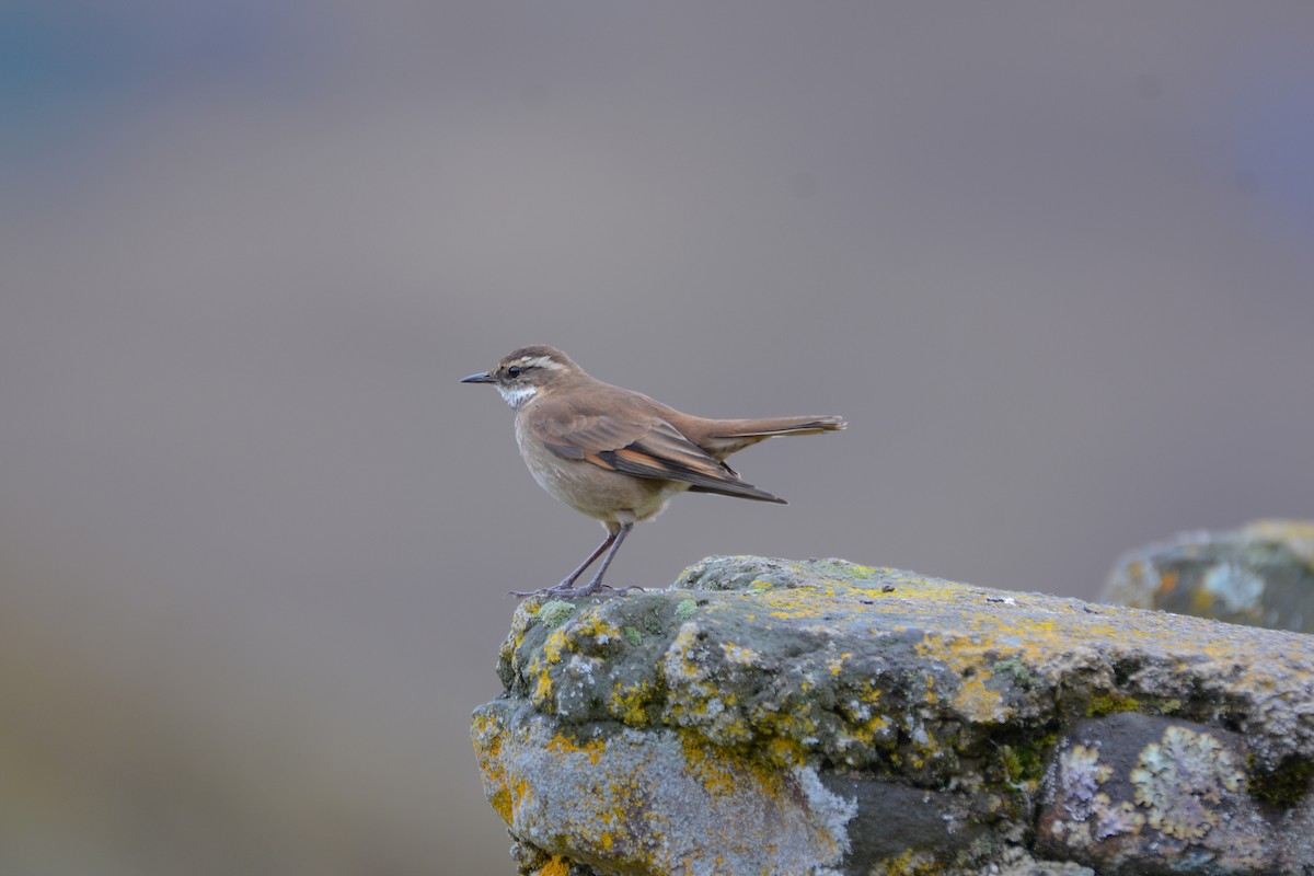 Chestnut-winged Cinclodes - Richard Garrigus