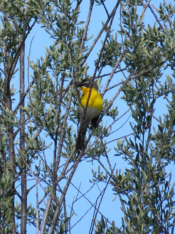 Yellow-breasted Chat - ML58151921