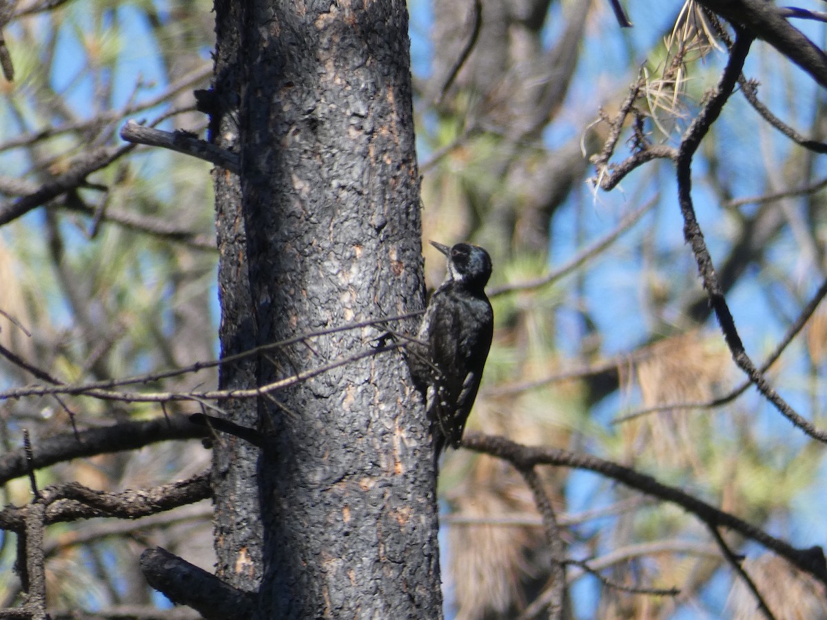 Black-backed Woodpecker - ML581519261