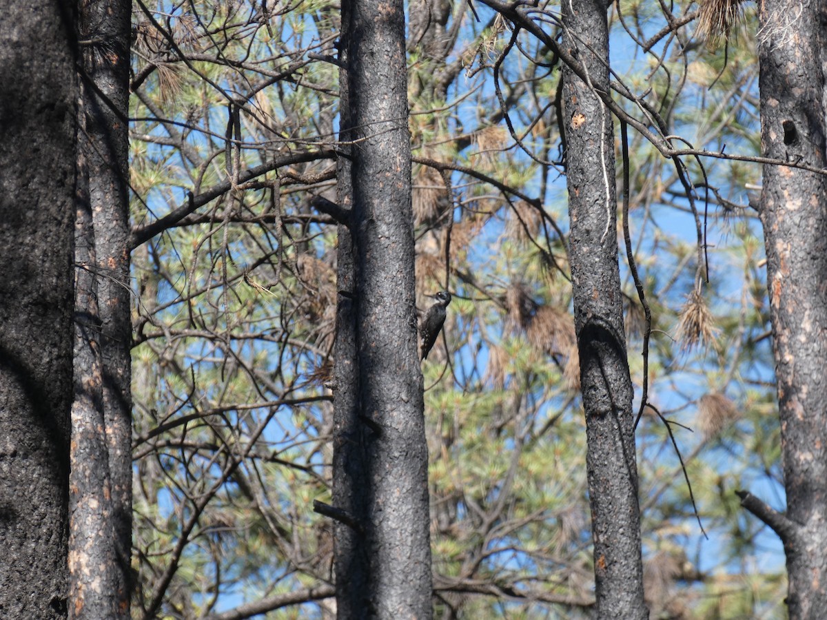 Black-backed Woodpecker - ML581519271