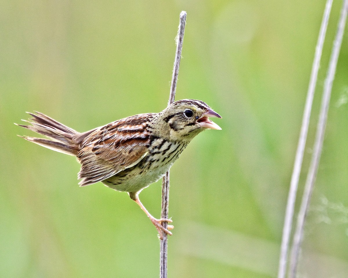 Henslow's Sparrow - ML581519471