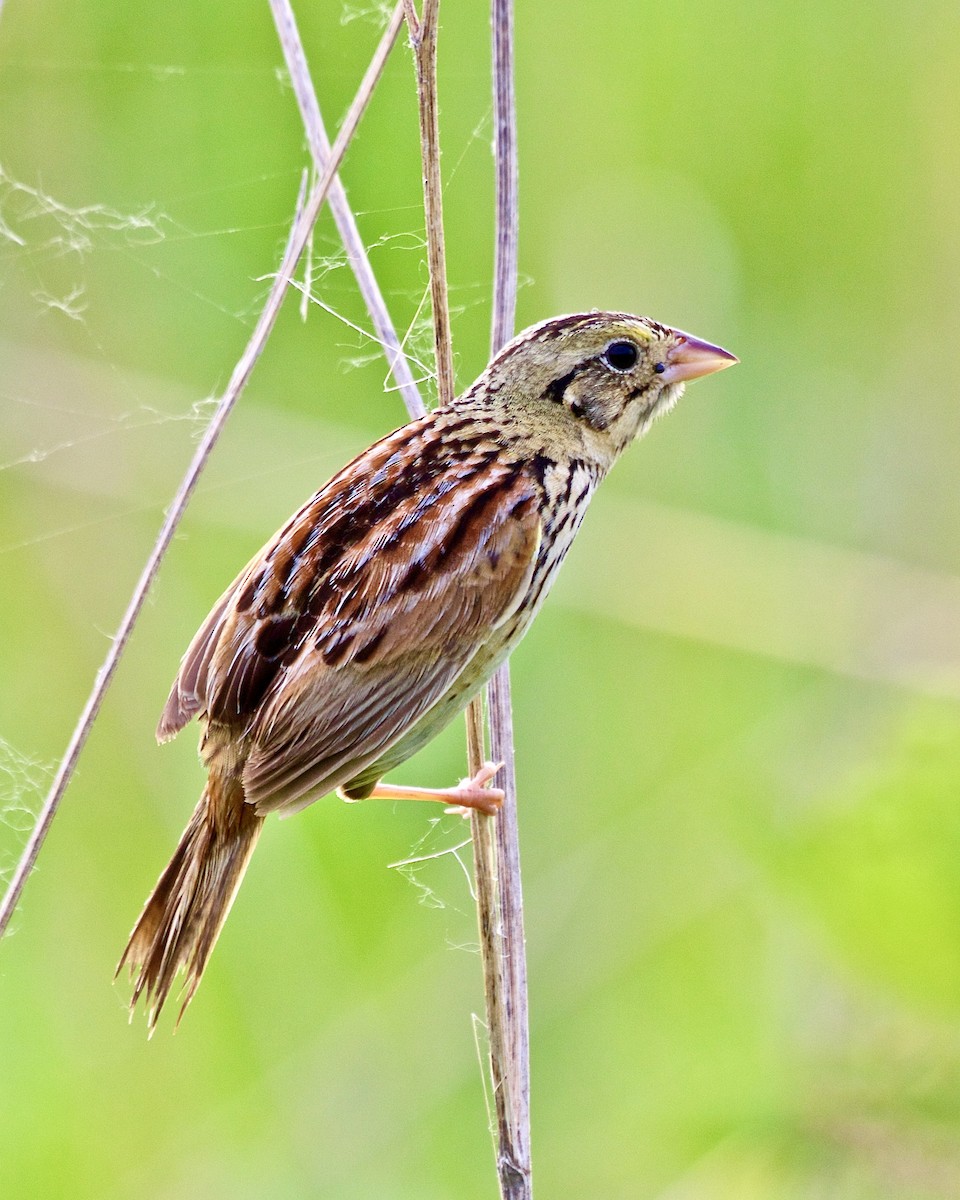 Henslow's Sparrow - Jack & Holly Bartholmai