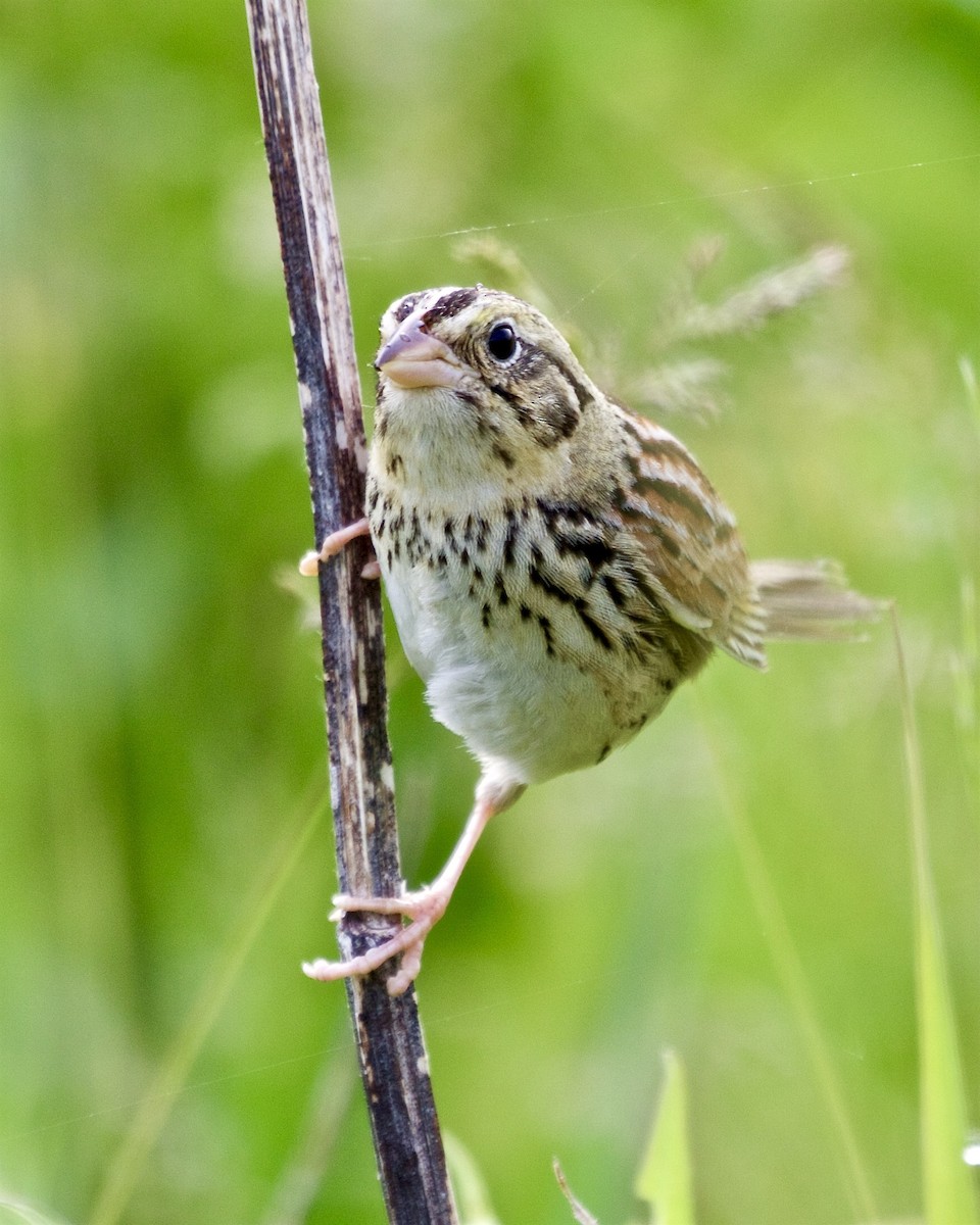 Henslow's Sparrow - Jack & Holly Bartholmai