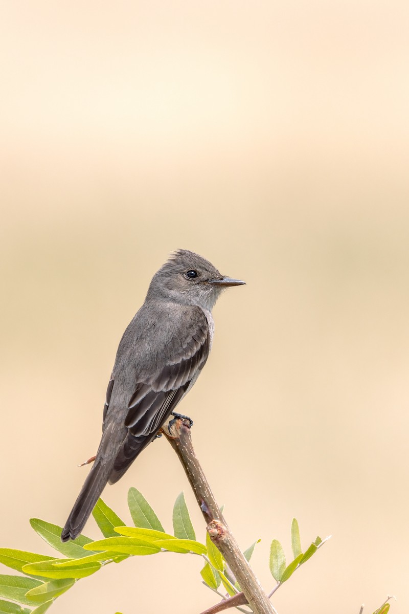 Western Wood-Pewee - ML581519531