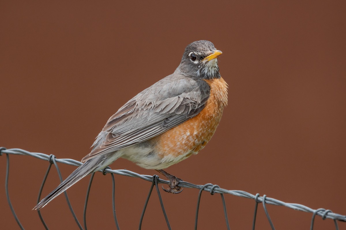 American Robin - ML581519611