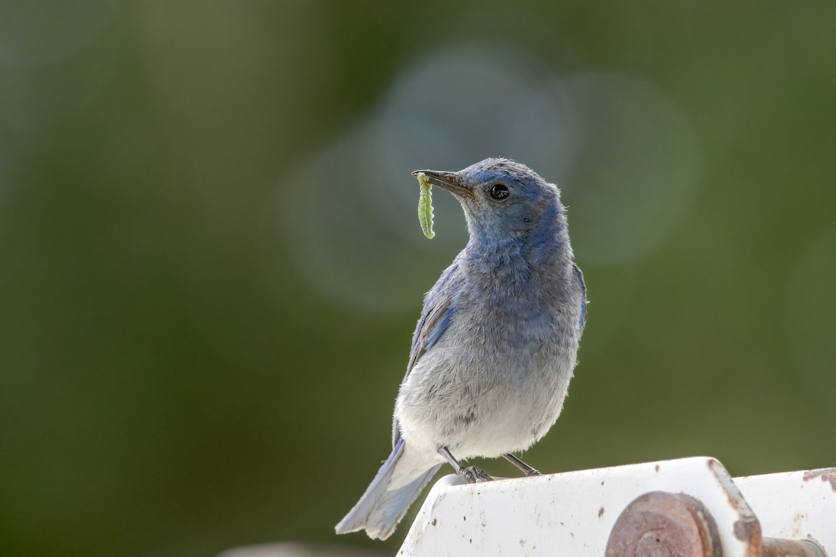 Mountain Bluebird - ML581519741