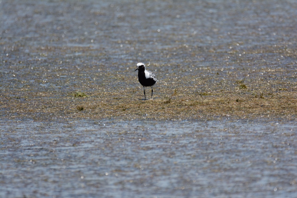 Black-bellied Plover - ML581519941