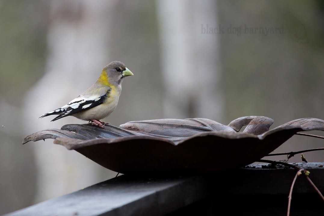 Evening Grosbeak - Sandra N