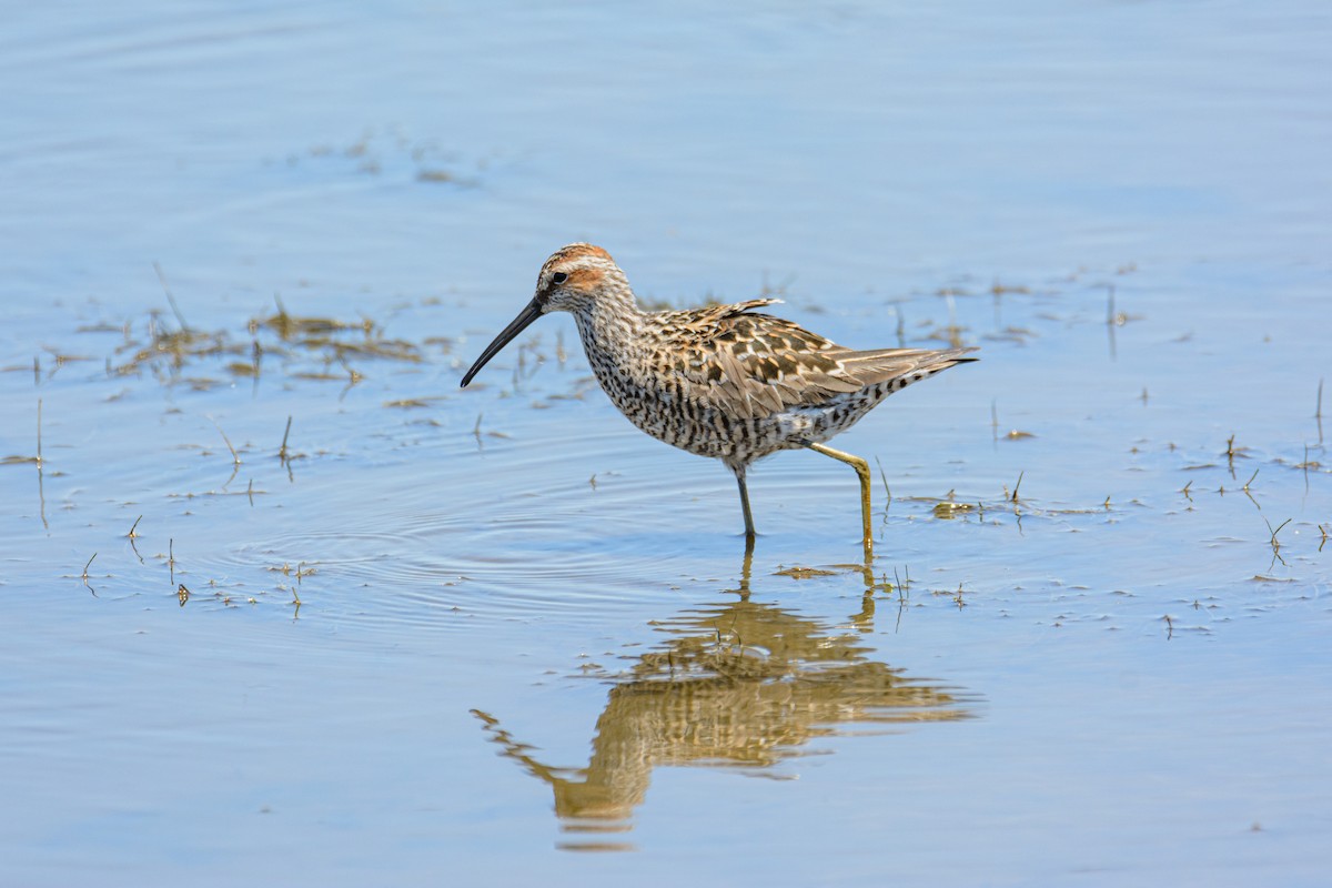 Stilt Sandpiper - ML581520101