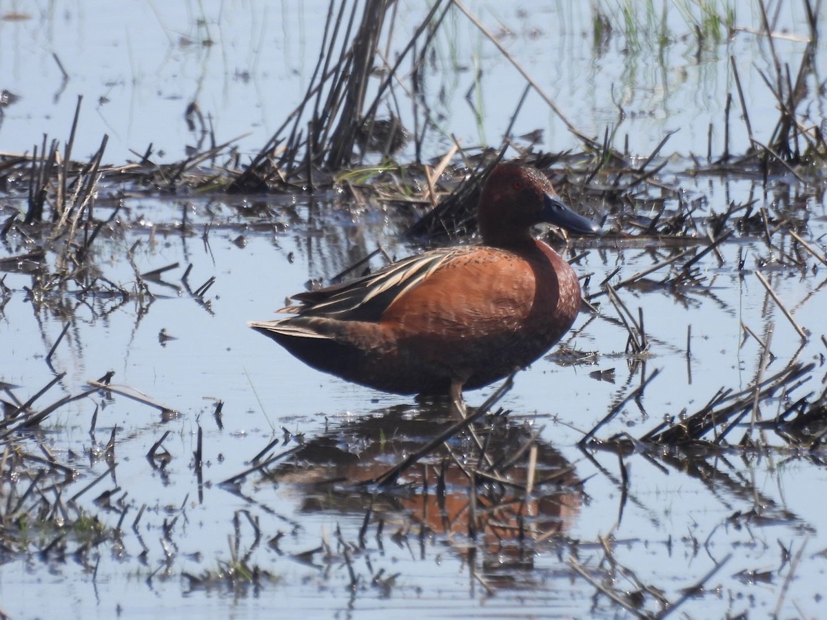 Cinnamon Teal - ML581520171