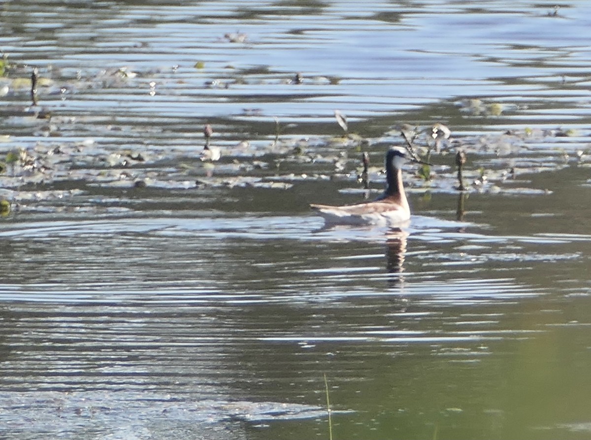 Wilson's Phalarope - ML581520281