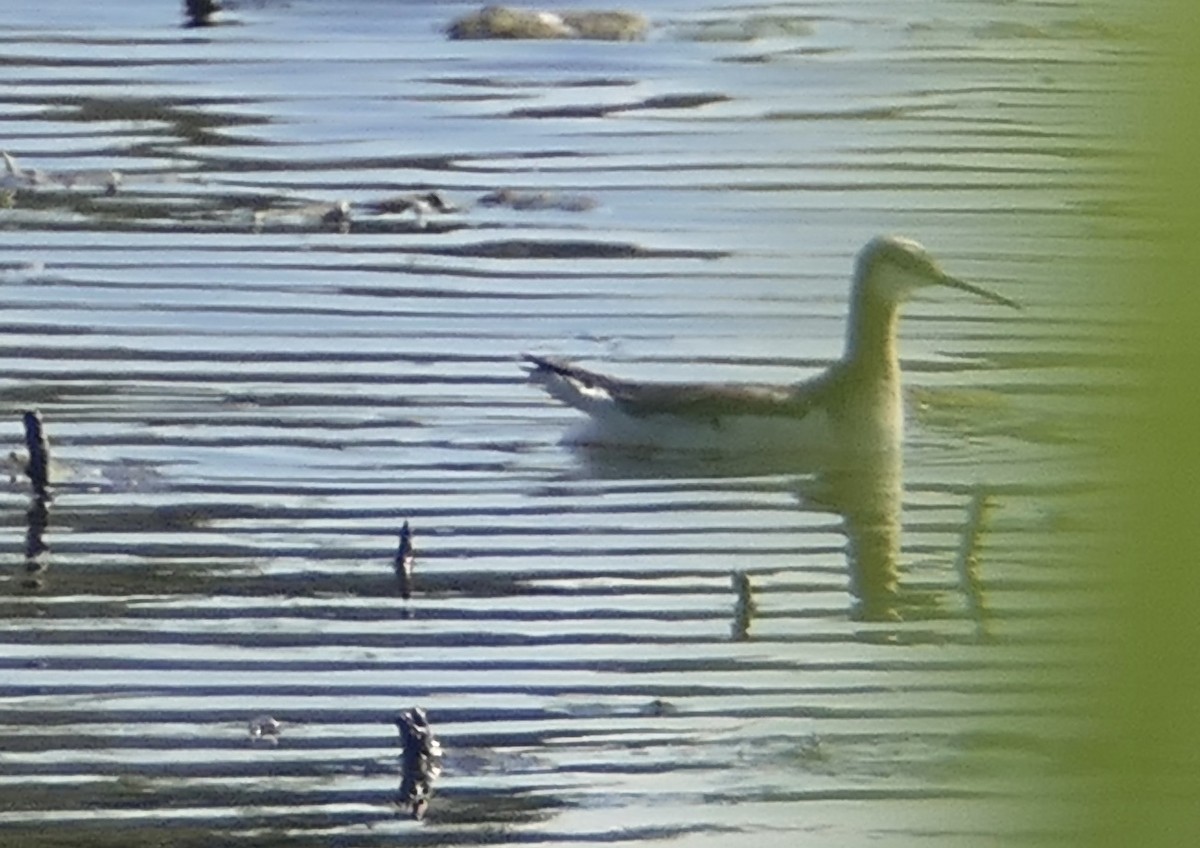 Wilson's Phalarope - ML581520291