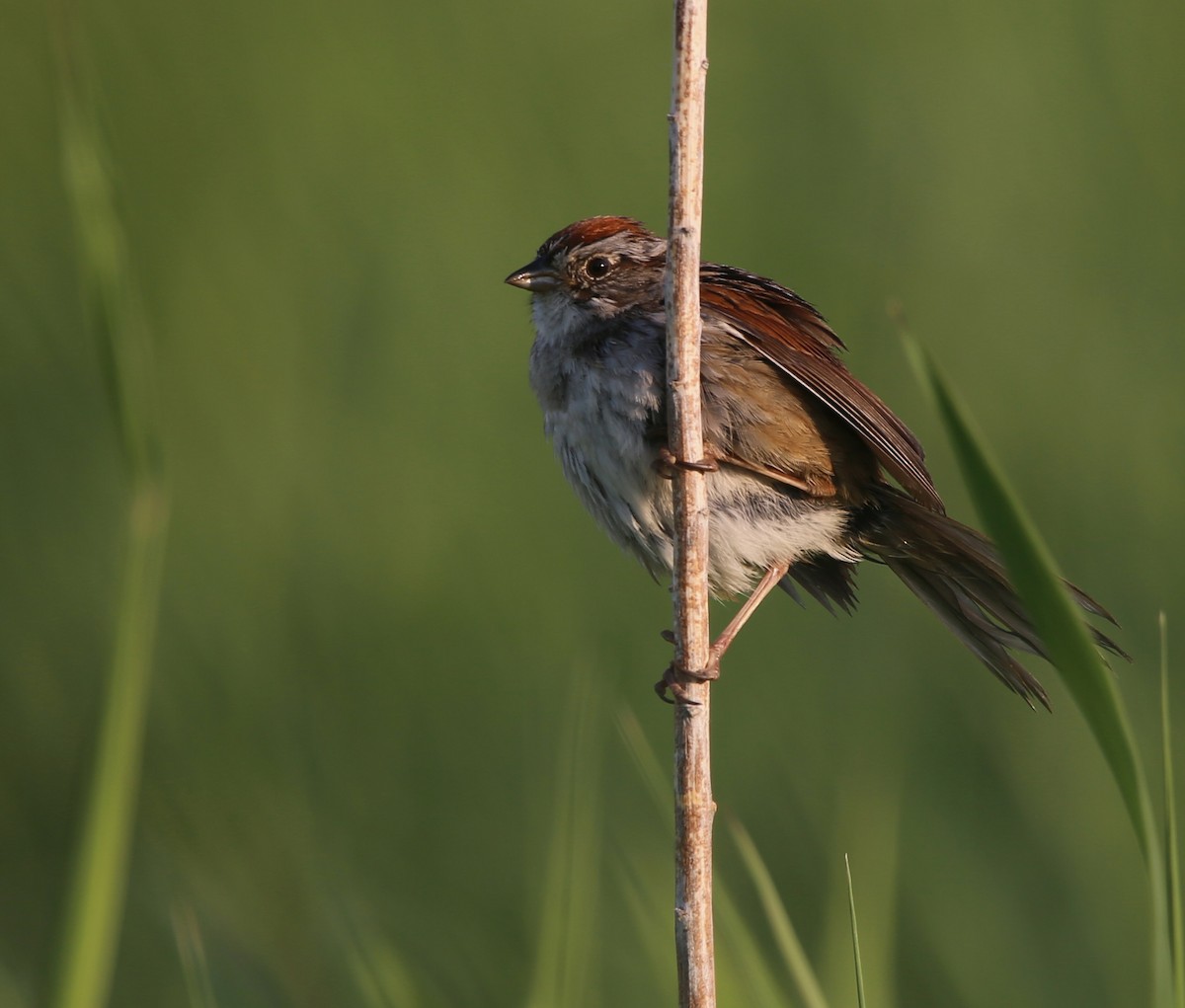 Swamp Sparrow - ML581521121