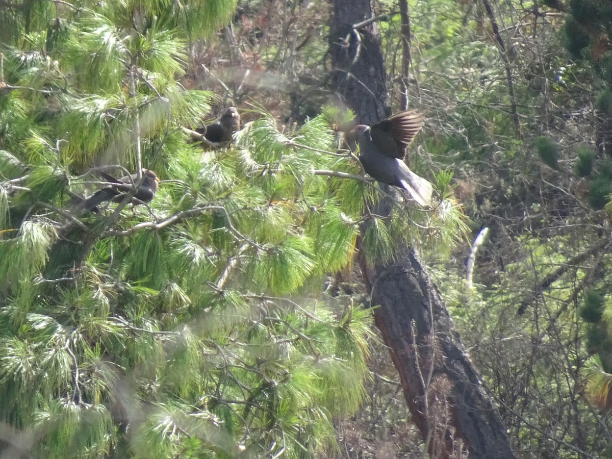 Band-tailed Pigeon - ML58152141