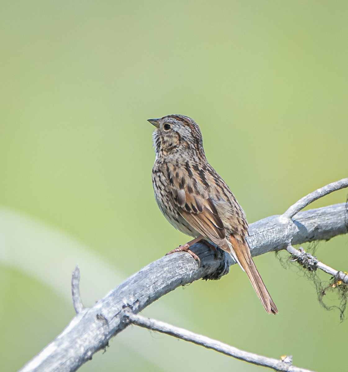 Lincoln's Sparrow - ML581521761