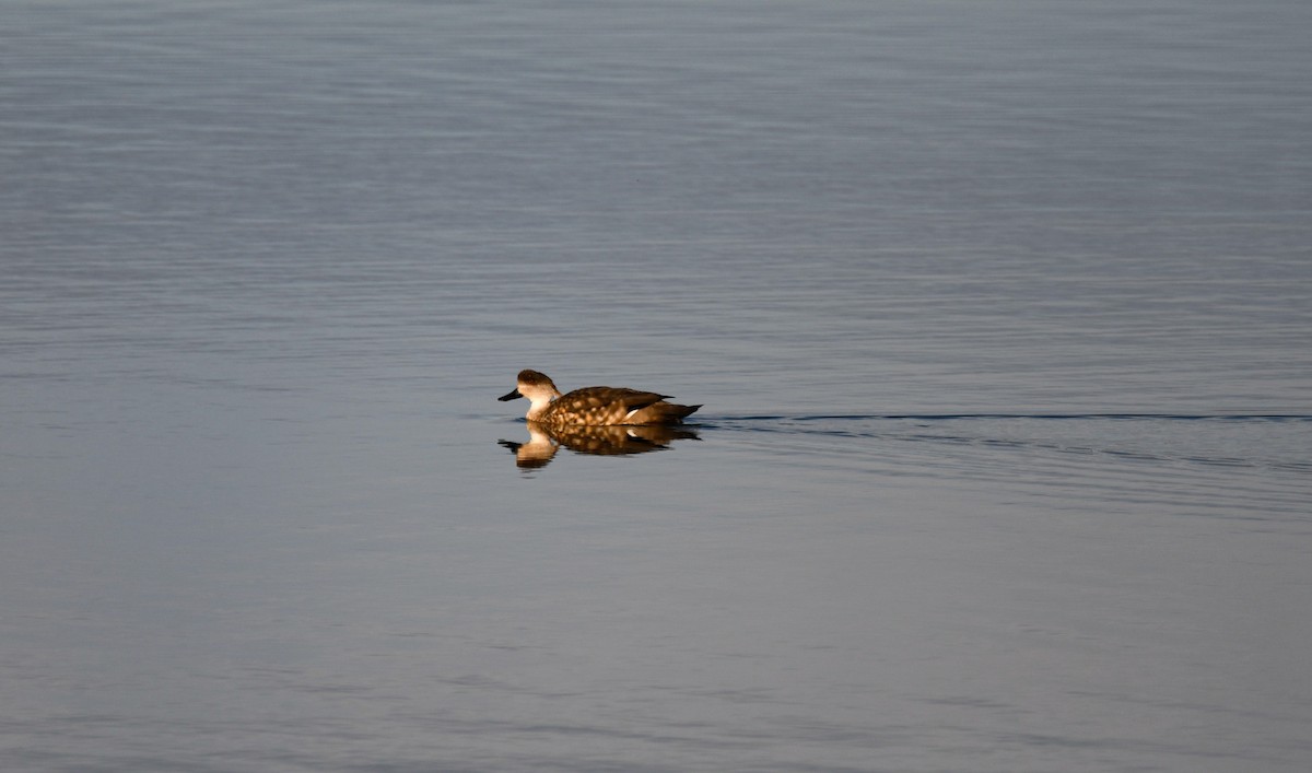 Crested Duck - ML581522431