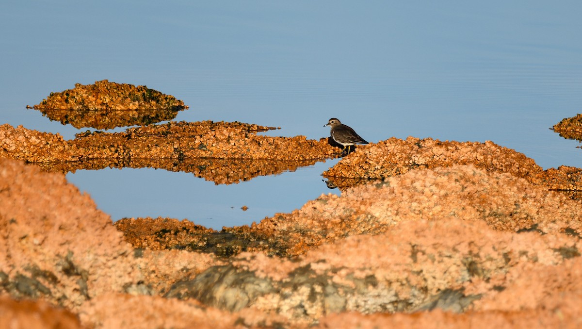 Rufous-chested Dotterel - ML581522731