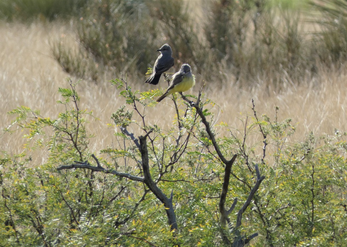 Western Kingbird - ML581523321